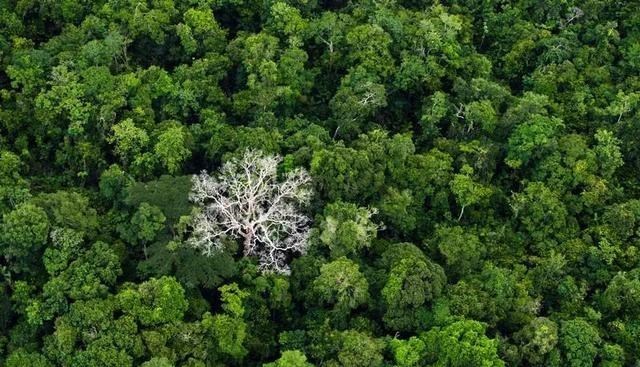 赵立坚 亚马逊丛林对地球有多重要?如果亚马逊丛林消失了后果会怎样?