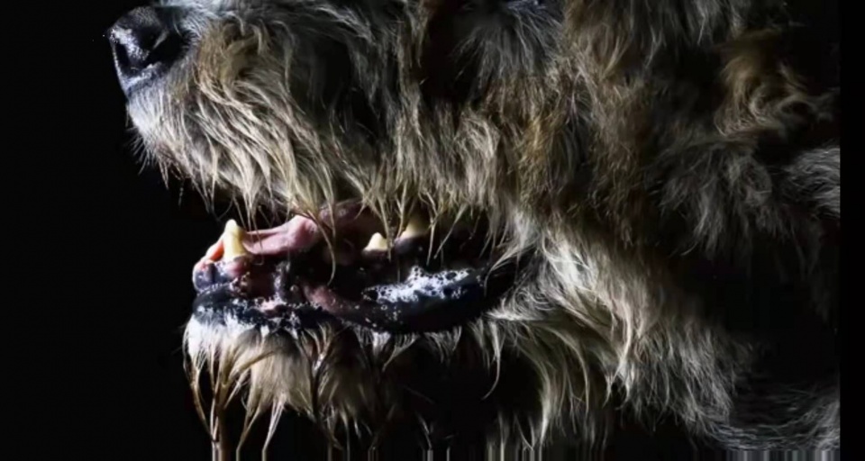 狂犬病|伴随人类几千年的狂犬病,到底有多可怕?