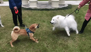 招聘|“高端人才,往往只需简单的简历,我觉得我也行!”