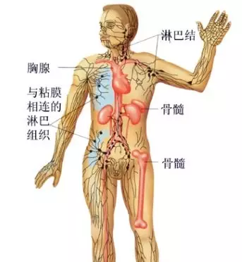 药师木木|看完这篇文章，才知道“免疫力”是什么，想提高还得靠这几招！