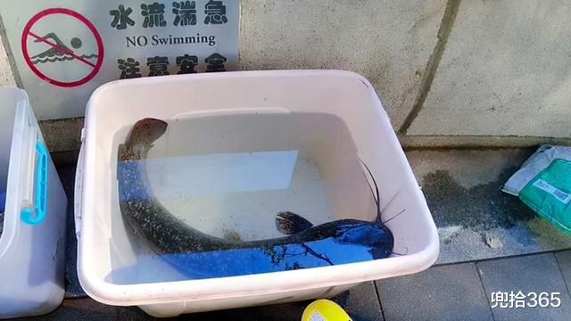 广东省|广东一江边现职业钓鱼人,鱼类齐全渔获多,有人一天能挣四五百元