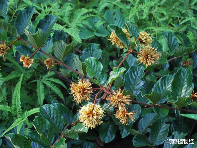 重金属|植物对土壤污染的修复有哪些方式？有6种类型，属于生物修复技术