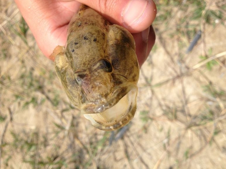 皮卡车|钓鱼人最讨厌的十种鱼，麦穗鱼只能排第三，第一种鱼你猜不到