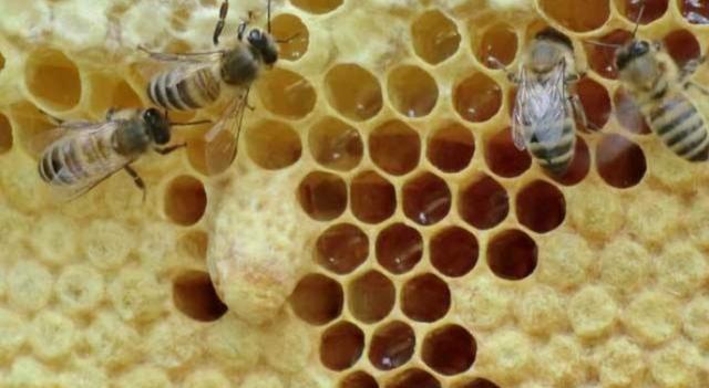 蜜蜂 工蜂产卵还有用吗？怎么处理？
