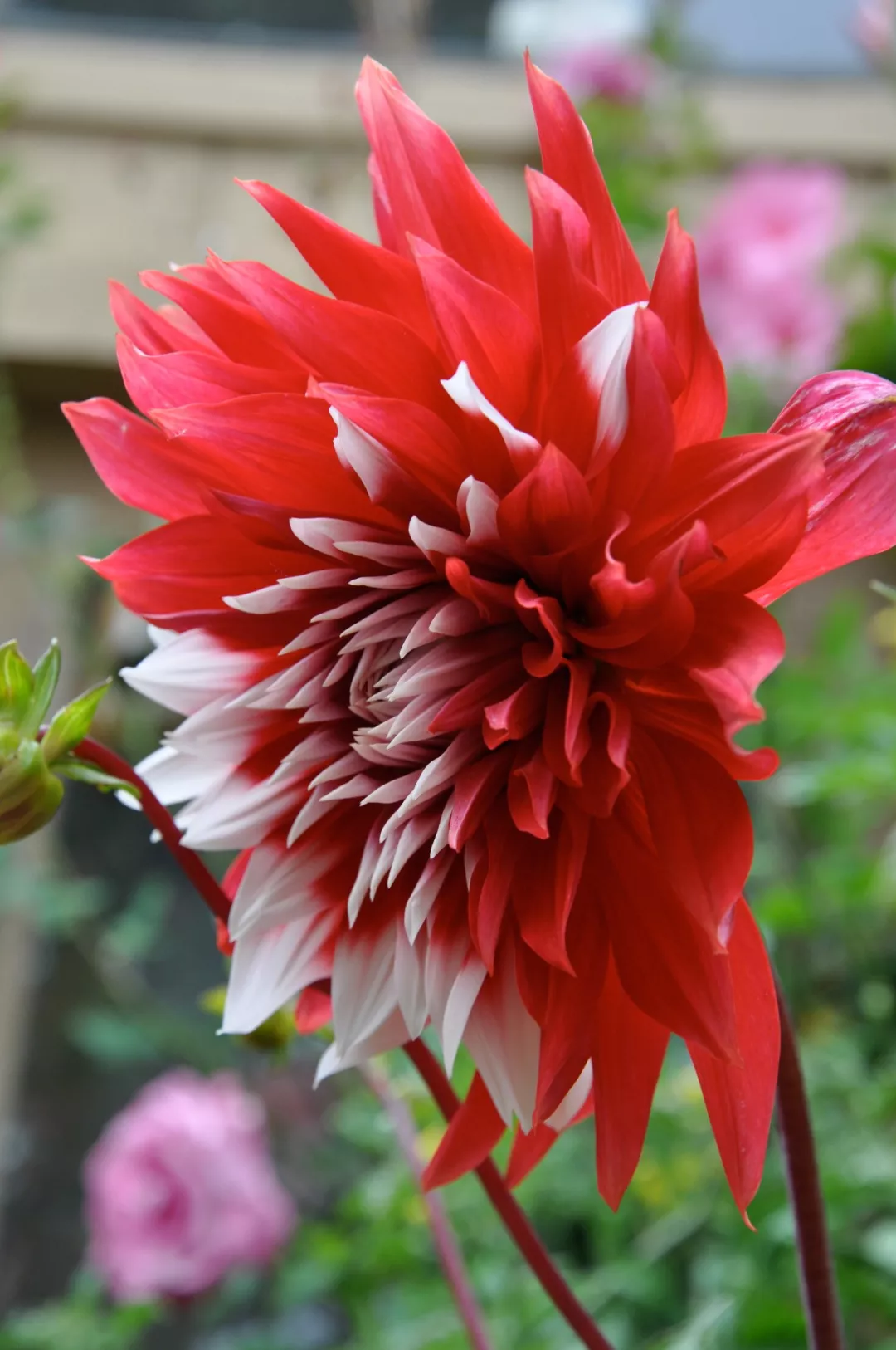 阳台花园，美！美！美！