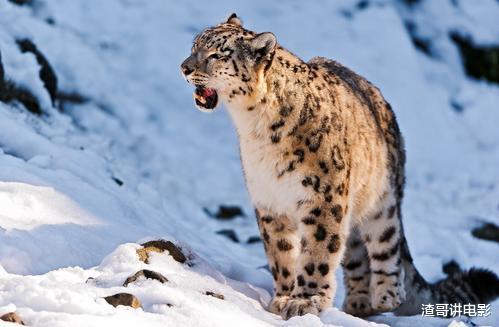 空间实验室 这是猫科史上最惊险的猎杀：雪豹跳崖猎杀岩羊，竟然毫发无损！