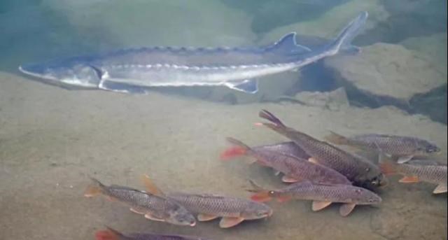 四川省|四川的钓鱼人注意啦，野钓渔获有了新规定，单品种不超10条或五斤