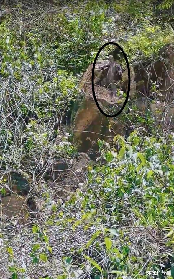 巨蜥 大蜥蜴！大蜥蜴！消失10多年，极危五爪金龙重现云南龙陵，什么样