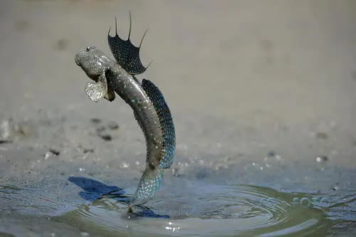 鳄鱼 4件最不可能却真实存在的事,无头的鸡、半张嘴的鳄鱼!