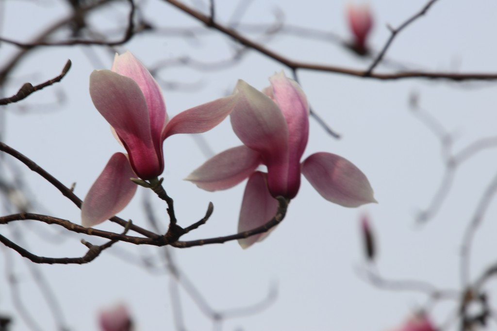 行走江苏 南京连日春暖 雨花台宝华玉兰绽放