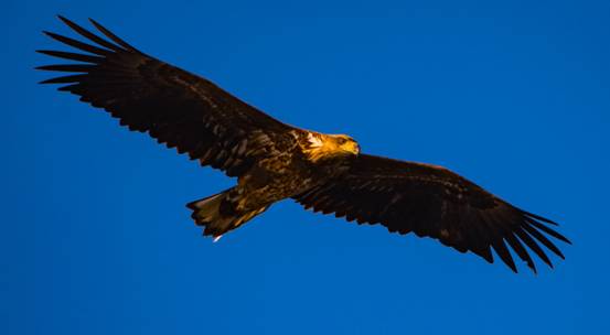 蔡文泉|“鸟中霸王”落难内蒙古,身体虚弱翅膀有伤,什么动物敢伤金雕?