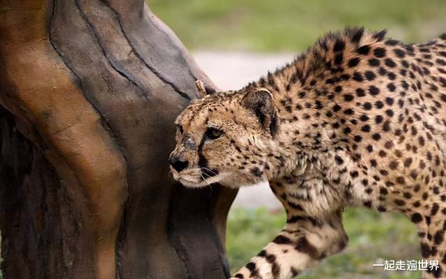 一起走遍世界 杭州野生动物世界，是一个怎样的景区？