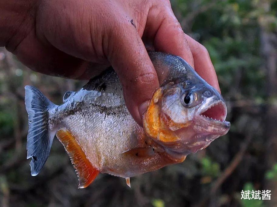 食人鱼 食人鱼可怕吗，为什么没有在亚马逊河泛滥？