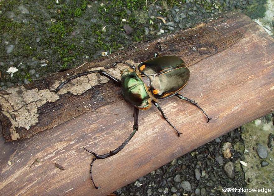 昆虫 12厘米长巨型甲虫，1982年被认为灭绝，如今重现人间