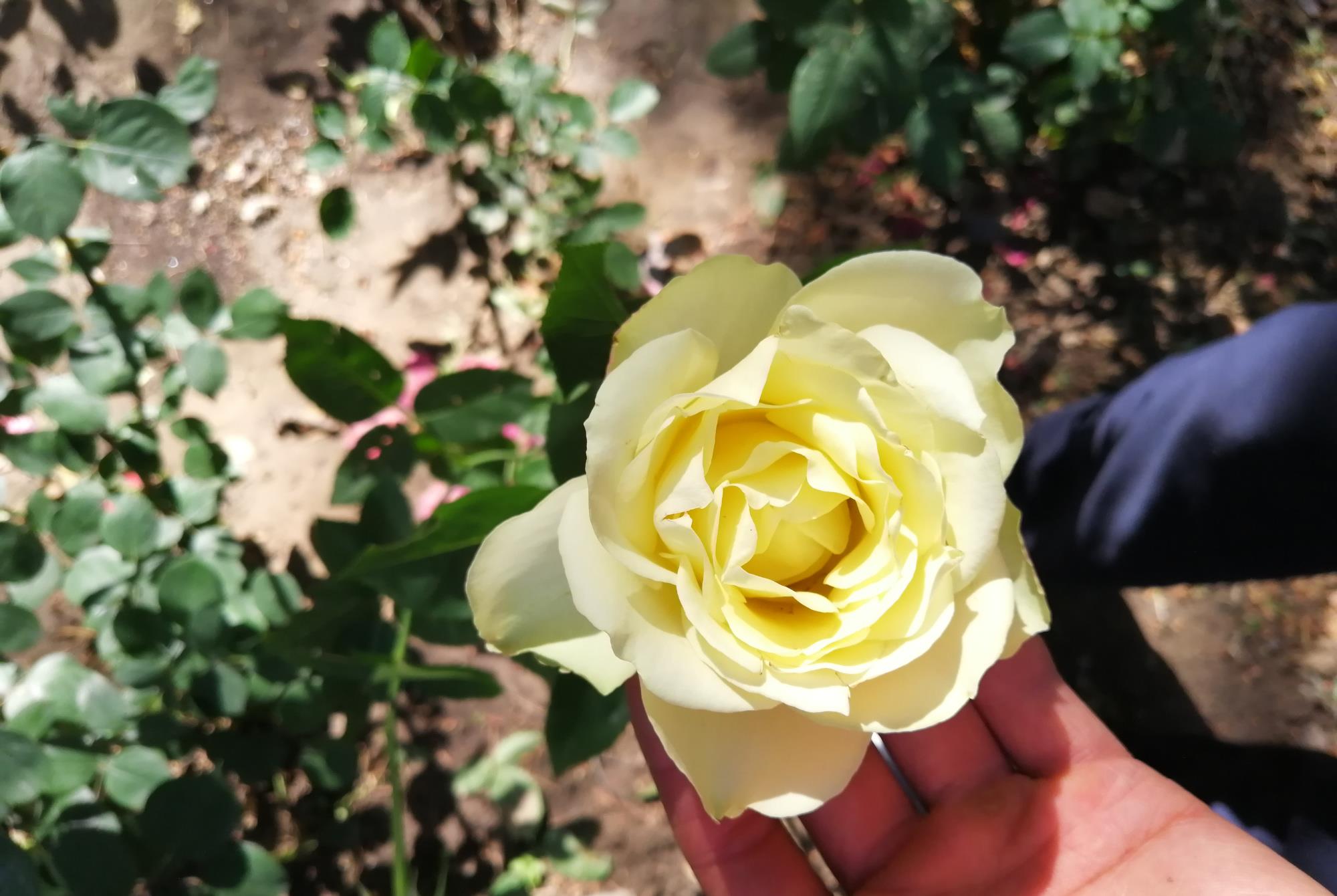 家居设计小居居|月季中的国之精品——绿野，颜值出众开花勤，丝毫不输欧洲月季！