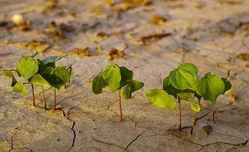 土壤结构性障碍问题，导致作物生长亚健康状态怎么办？