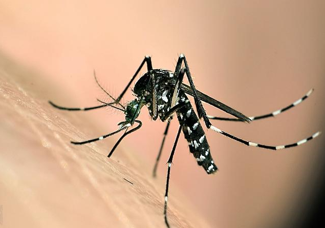 蚊子 毒性排名前三的蚊子，第三名是传播登革热病毒的携带者