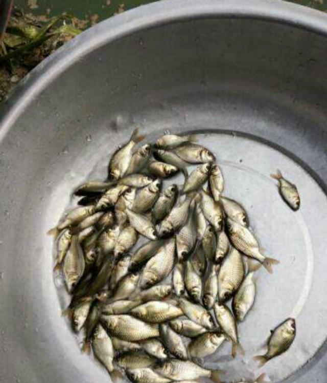 鲜嘉许|鳊鱼能和鲫鱼同养吗？怎样养二者才能高产？