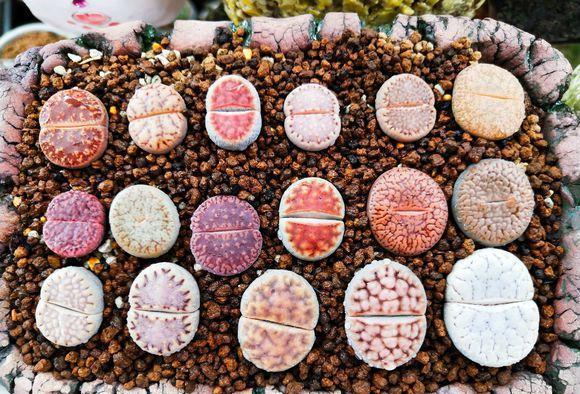 说说家装那点事儿|现在，还有人！花几十块买1棵生石花？你的脑袋需要升级了！