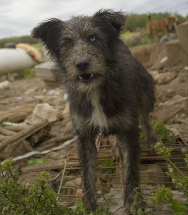 狂犬病 轻轻咬一口，发病就是死亡，为什么我们无法攻克狂犬病？