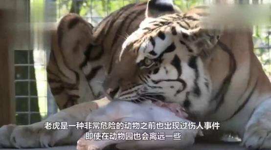 北京男子参观白虎时下车，蹲在白虎面前挑衅，老虎为何不咬他？