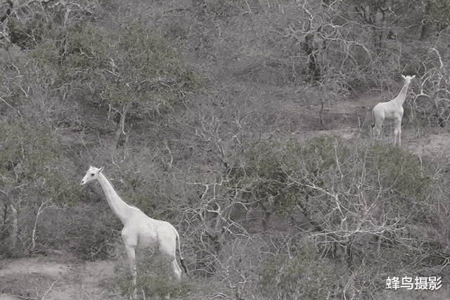  25张活久未见的照片，炸弹在几公里外爆炸，冲击波几秒钟就到眼前
