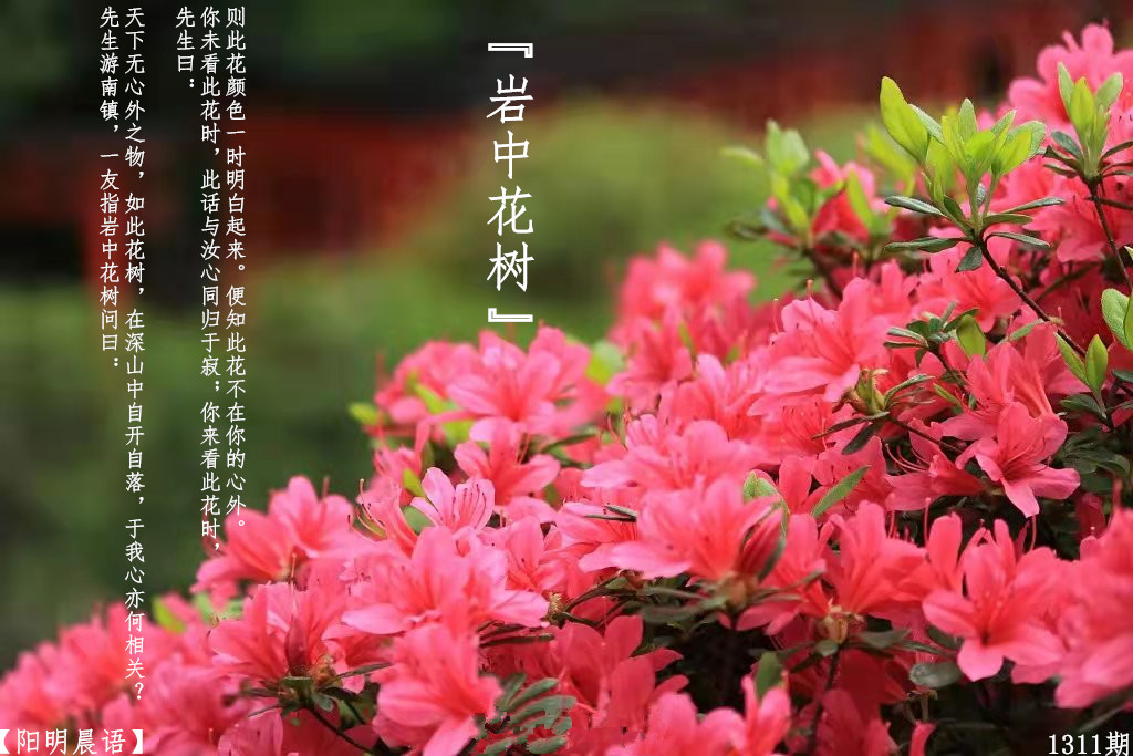 【阳明晨语】1311期岩中花树-1312期有人夜里怕鬼怎么办？