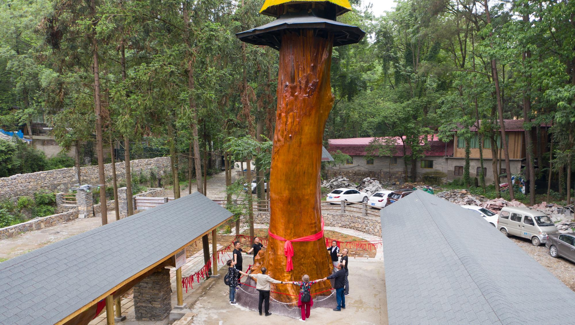 长脖子爸比说|贵阳发现4300年金丝楠木，因渡劫失败被火焚烧，如今价值上亿元