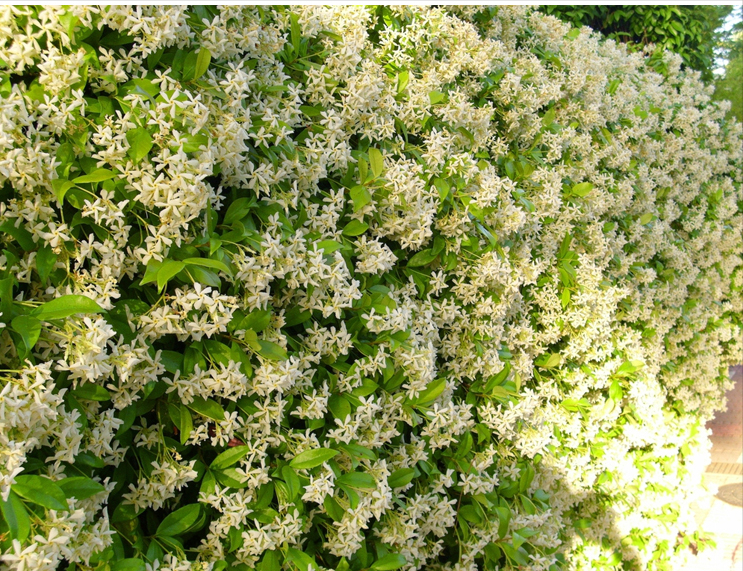 为这300㎡露台花园，毫不犹豫买了这房子，在城市屋顶过上田园生活