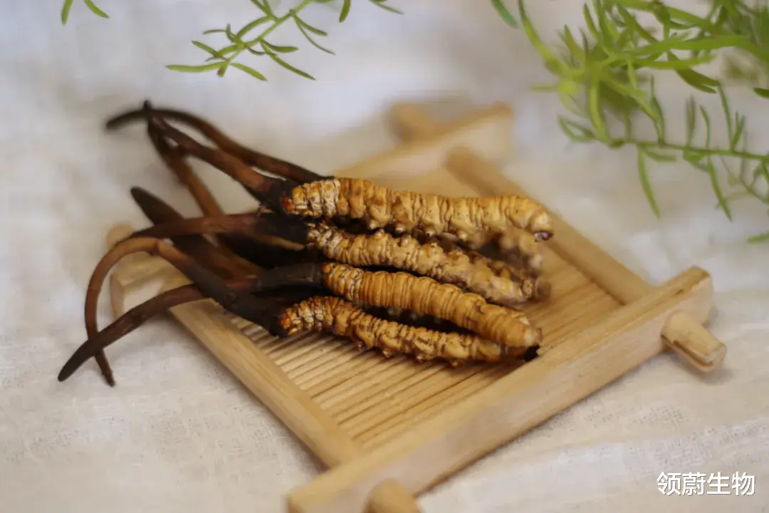  冬虫夏草能抗癌？最新研究来了！已开始临床实验