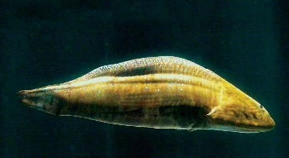 脊椎动物进化中的10个缺失环节