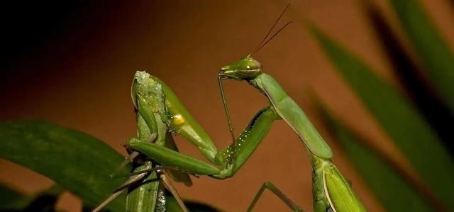 基因 螳螂究竟有什么特别的地方？为何交配后，雌性螳螂会把雄性吃掉