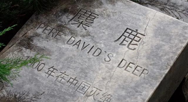 第六次物种大灭绝,人类能否幸免于难?