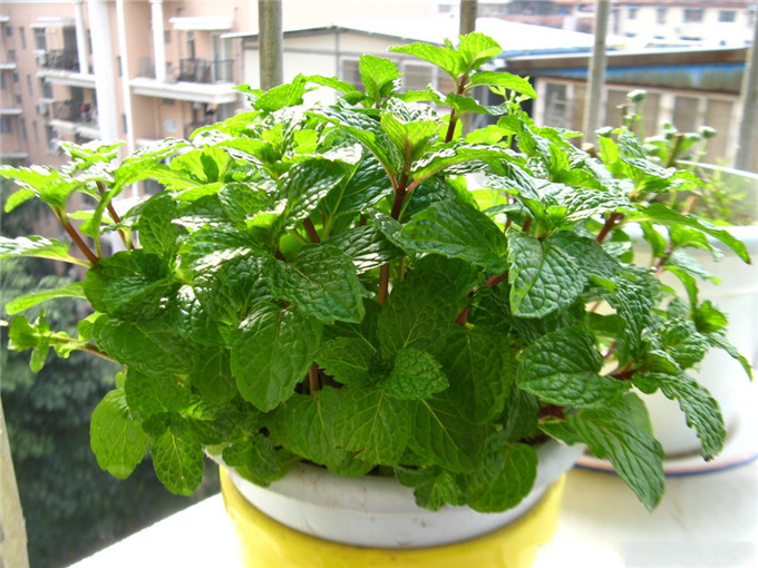 5种“香香花”摆在卫生间,臭味通通跑光,跟喷了香水儿似得