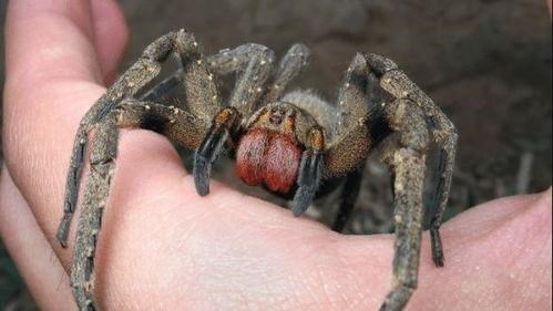 侯旭 这种蜘蛛的毒性有多强?男性被咬后,竟会出现“生理反应”