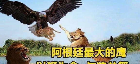 狮子 ?空中霸主阿根廷巨鹰，翅膀宽14米，堪比飞机，可以猎杀狮子吗？