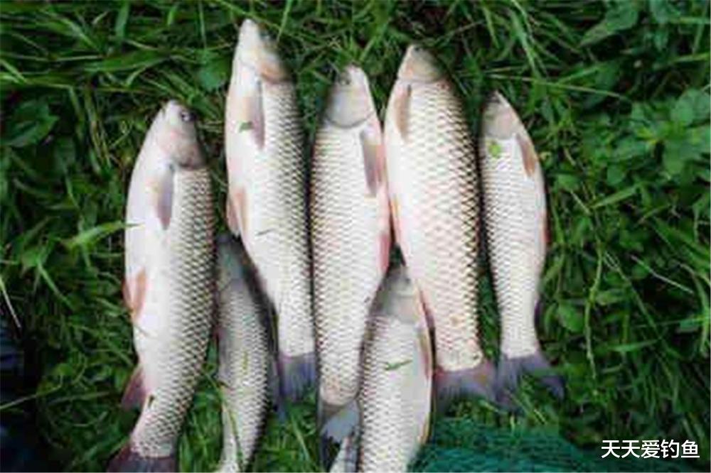 |立夏过后钓鱼，这些技巧上有变化，变化之中找到规律，渔获差不了