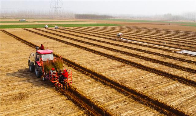 河北新闻网 创新造林方式 提升绿化质量——河北省春季植树造林现场探访