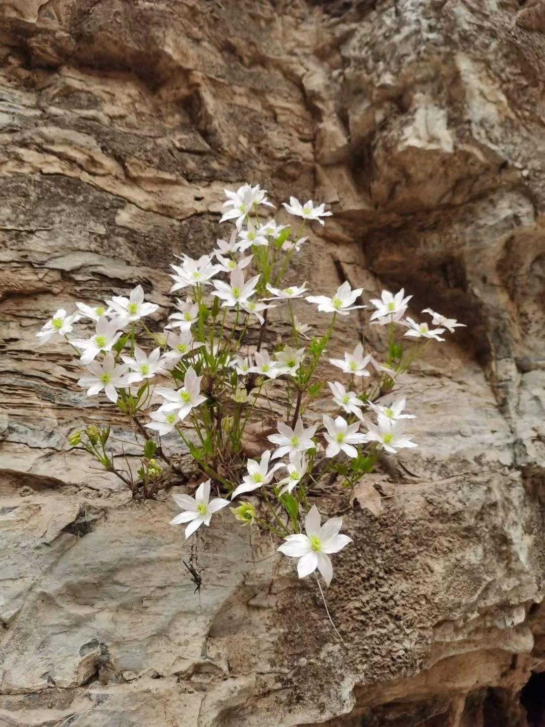 男子花100元买盆花，警察半夜找上门，结果悲剧了