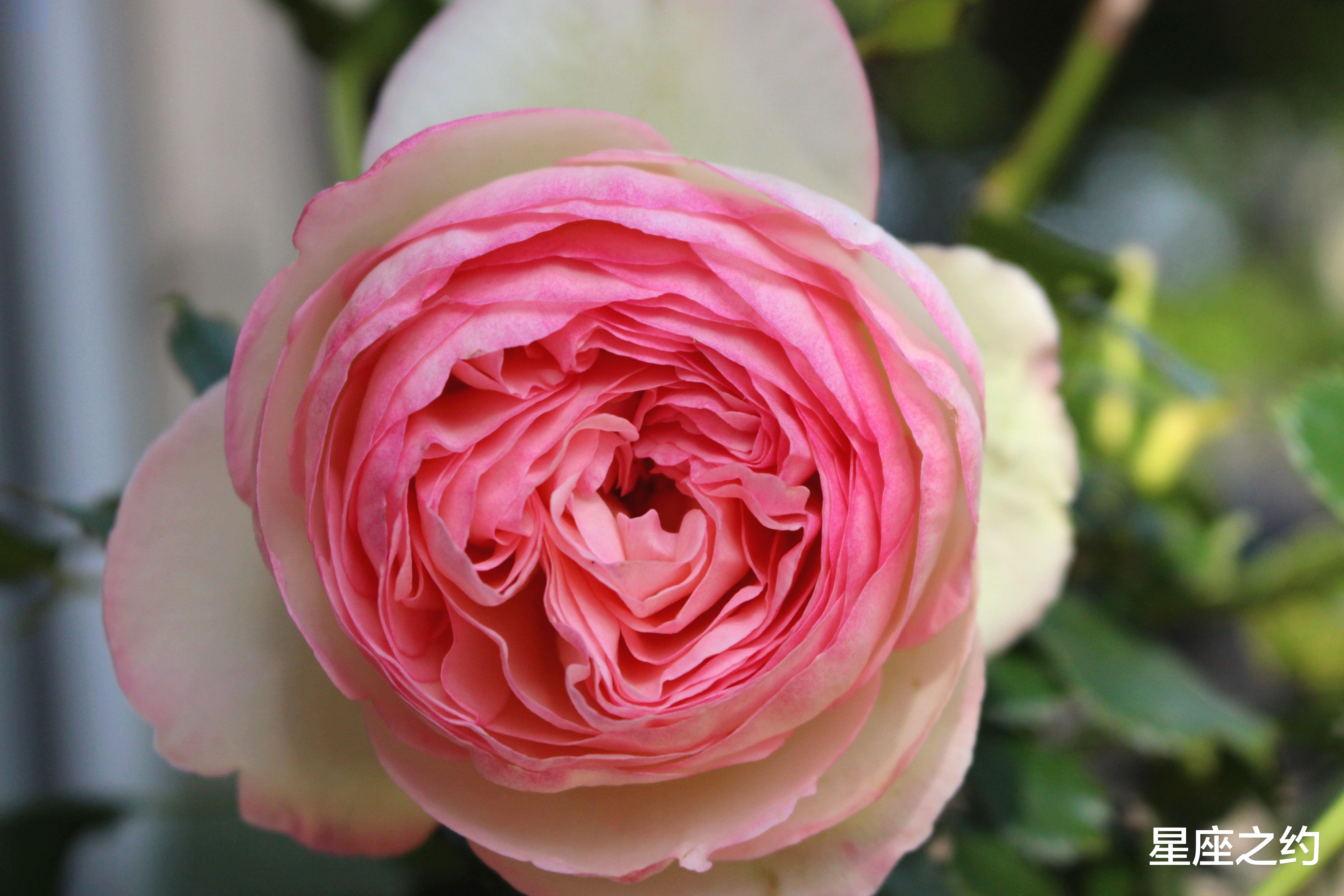 白羊座|2月17日-21日星座运势：白羊座迎接挑战，水瓶座初心不改