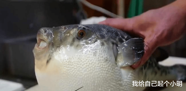  膨胀的像气球一样的河豚被针扎一下，会发生爆炸吗？看完大开眼界