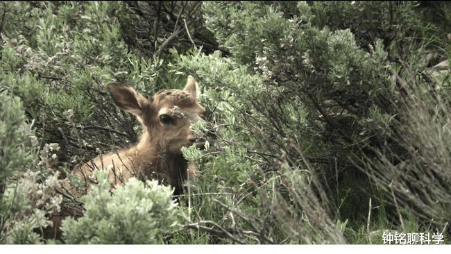  动物刚出生就会走，人类婴儿为何却没有任何生存能力？