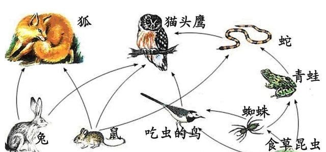 冬季野生动物都开始冬眠,为何人类不需要?4大原因