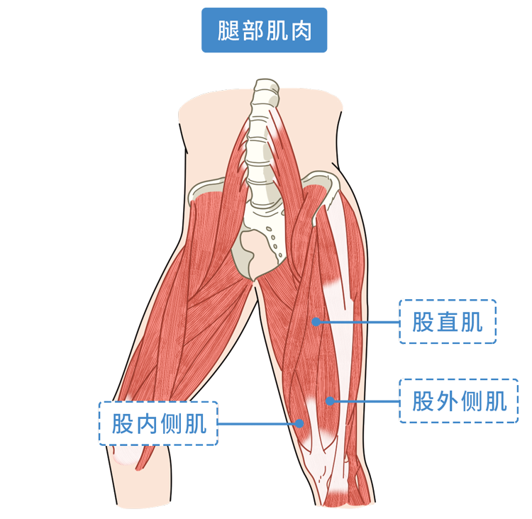39健康网|男人不练腿,迟早会后悔?研究:腿肌发达的人,雄激素分泌更多