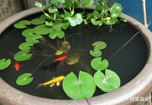阿笨语录|水缸里如何种植睡莲？
