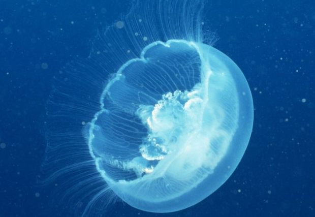 科学家 假如实现细胞不断修复的功能，人类能实现永生吗？专家给出答案