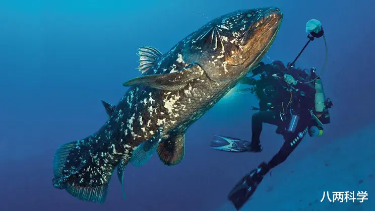 八两科学 8个鳍,躲进深海4.2亿年,这条鱼或是全陆生脊椎动物的祖先!