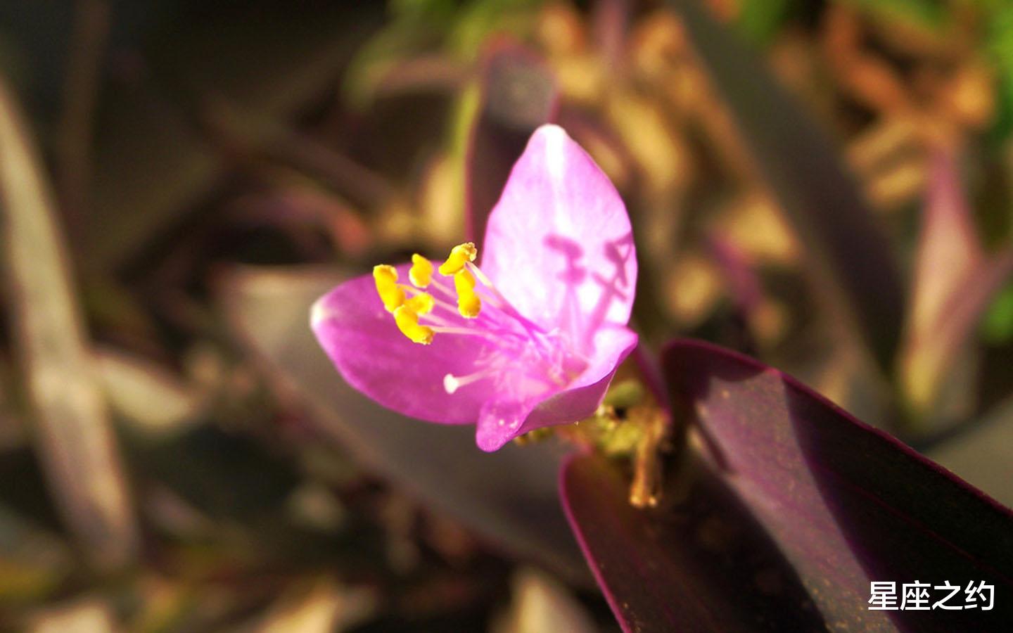 星座之约|在8月份，烦恼散去，好运相伴，扬眉吐气的四大星座