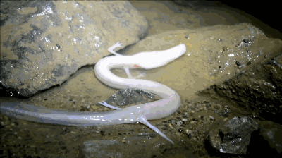 科学家 除12年一次的交配,其它时间都基本静止,它们是地球上最懒的生物