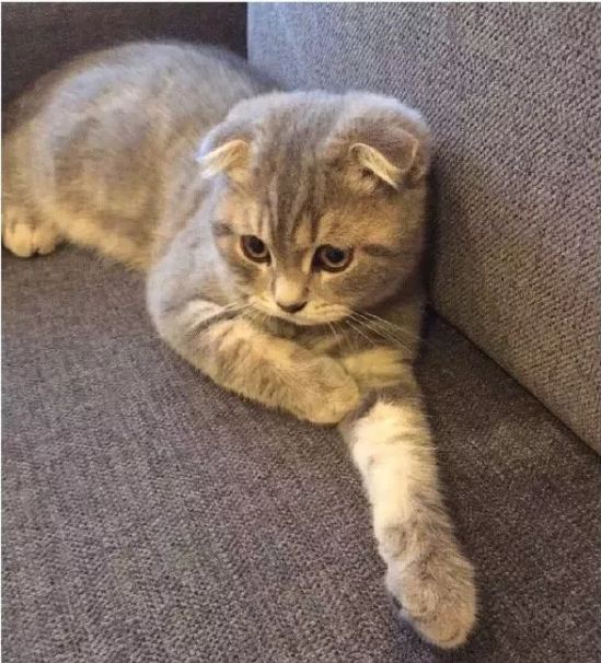 王玉雯|恋情曝光！逼男友自杀，顶级绿茶还想洗白？